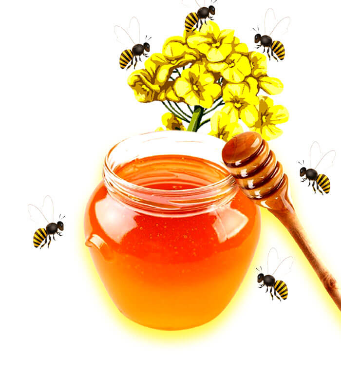 Mustard Flower Honey- 1 Kg